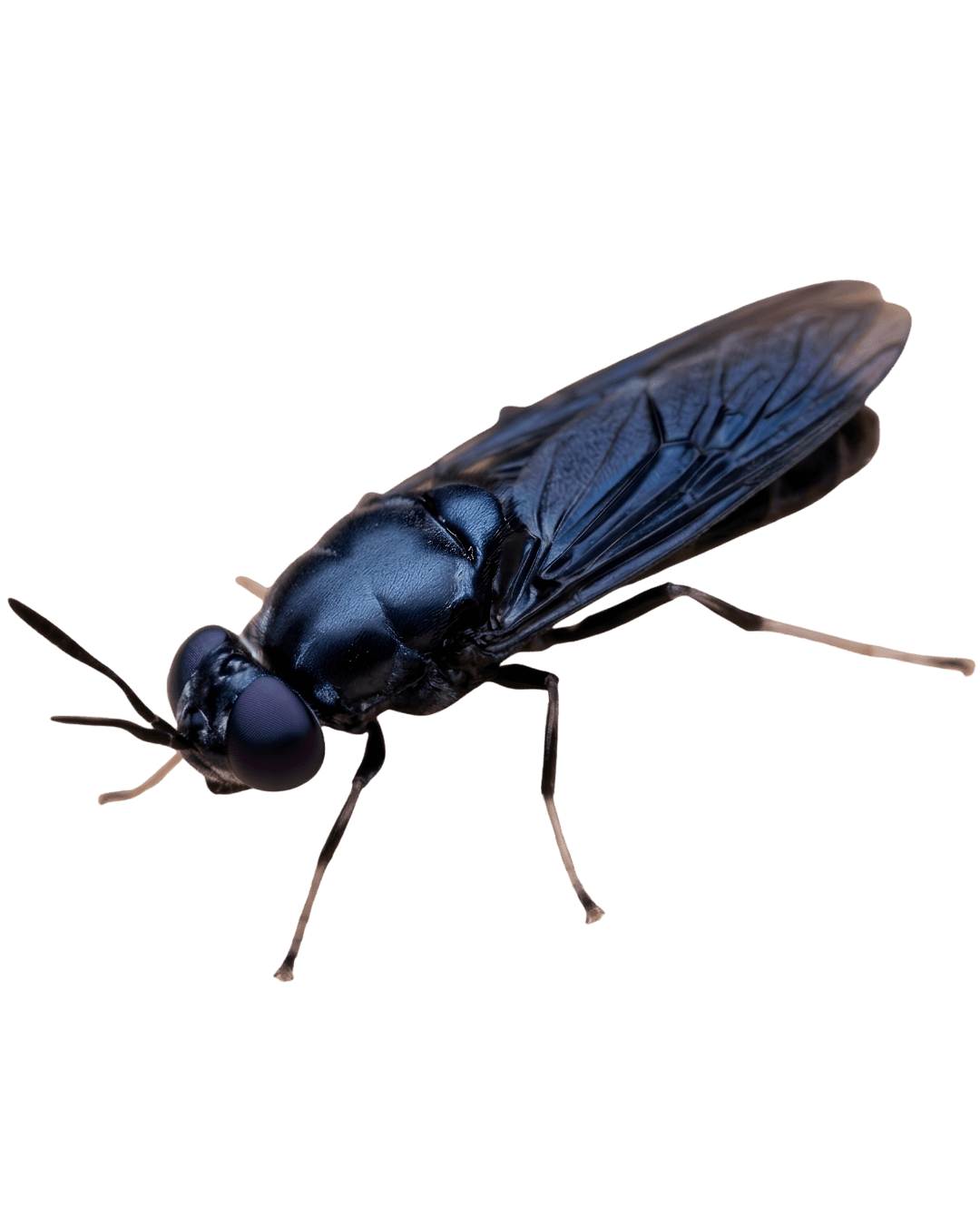 Black soldier fly