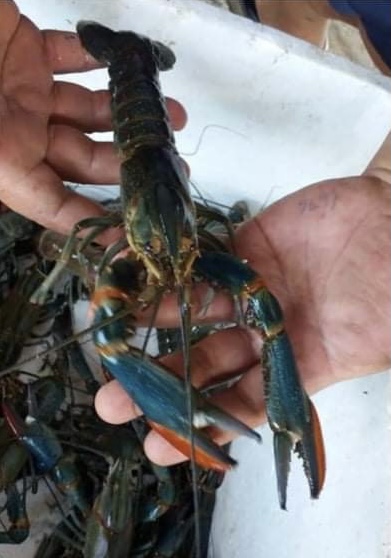 Sustainable farming of Australian Red Claw Crayfish at OSDONE